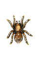 Broche de araña con diamantes de imitación PA4926