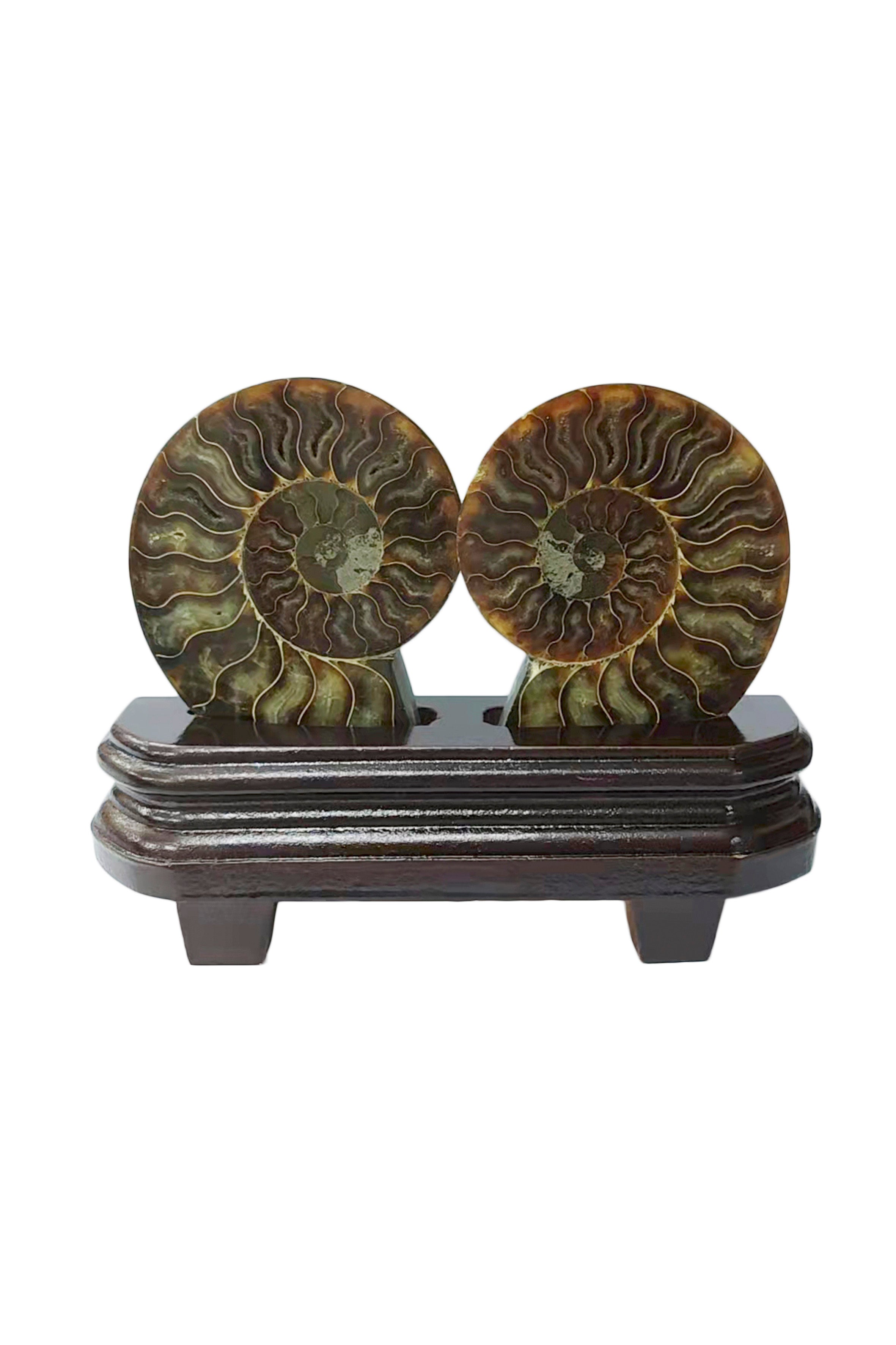 Ammonites Stone Ornament W1571